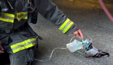 Oakland fire crew goes viral for helping stricken pigeon – Times Herald Online