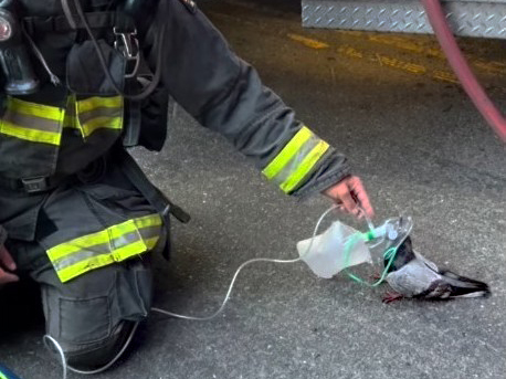 Oakland fire crew goes viral for helping stricken pigeon – Times Herald Online