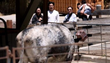 Holiday visitors view and pet farm animals at the Tilden Little Farm in Berkeley