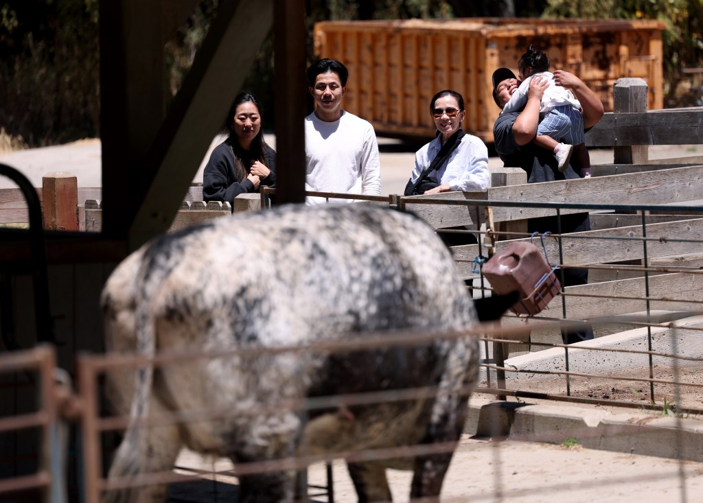 Holiday visitors view and pet farm animals at the Tilden Little Farm in Berkeley