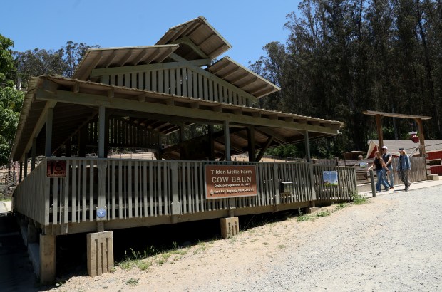 Visitors arrive to view and pet animals at the Tilden Little Farm in Berkeley, Calif., on Friday, July 23, 2026. The farm was built in 1955 and features a variety of animals including cows, sheep, goats, pigs, rabbits, chickens and ducks. (Jane Tyska/Bay Area News Group)