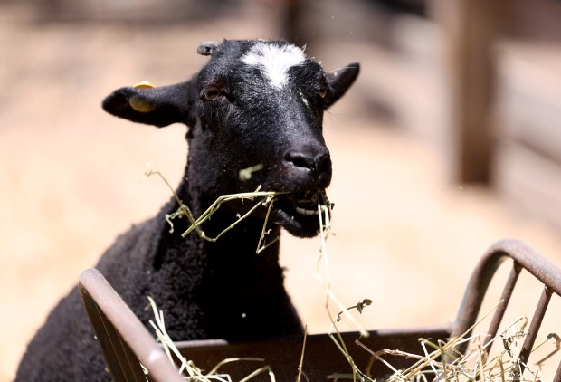 A goat eats hay at the Tilden Little Farm in Berkeley, Calif., on Friday, July 23, 2026. The farm was built in 1955 and features a variety of animals including cows, sheep, goats, pigs, rabbits, chickens and ducks. (Jane Tyska/Bay Area News Group)