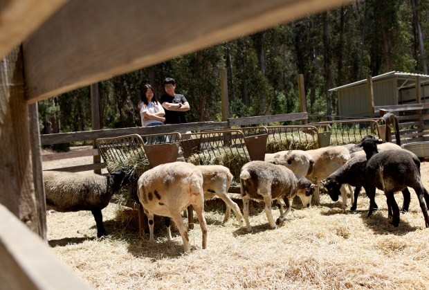 Jennifer Chu and Mingfei Xiong, of El Cerrito, view goats and sheep at the Tilden Little Farm in Berkeley, Calif., on Friday, July 23, 2026. The farm was built in 1955 and features a variety of animals including cows, sheep, goats, pigs, rabbits, chickens and ducks. (Jane Tyska/Bay Area News Group)