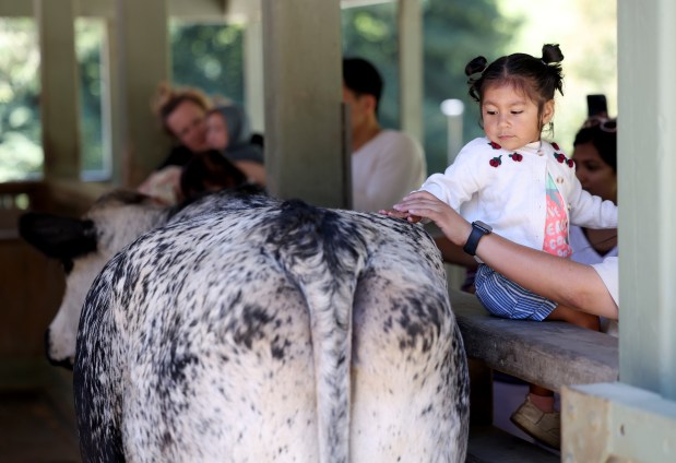 Noemi Alvarado, 1, of Hayward, pets a cow at the Tilden Little Farm in Berkeley, Calif., on Friday, July 23, 2026. The farm was built in 1955 and features a variety of animals including cows, sheep, goats, pigs, rabbits, chickens and ducks. (Jane Tyska/Bay Area News Group)