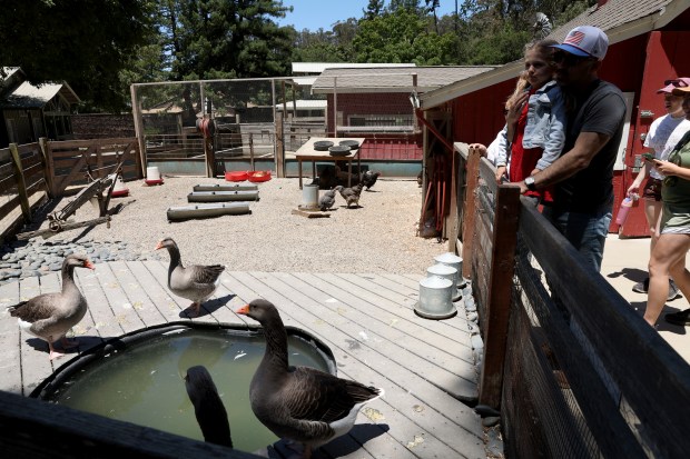 Visitors view at the Tilden Little Farm in Berkeley, Calif., on Friday, July 23, 2026. The farm was built in 1955 and features a variety of animals including cows, sheep, goats, pigs, rabbits, chickens and ducks. (Jane Tyska/Bay Area News Group)