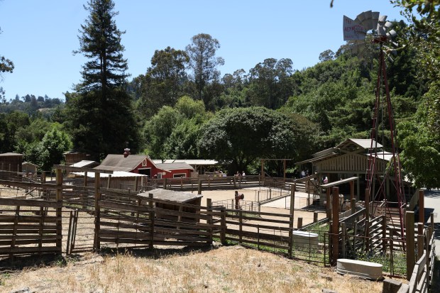 A view of the Tilden Little Farm in Berkeley, Calif., on Friday, July 23, 2026. The farm was built in 1955 and features a variety of animals including cows, sheep, goats, pigs, rabbits, chickens and ducks. (Jane Tyska/Bay Area News Group)