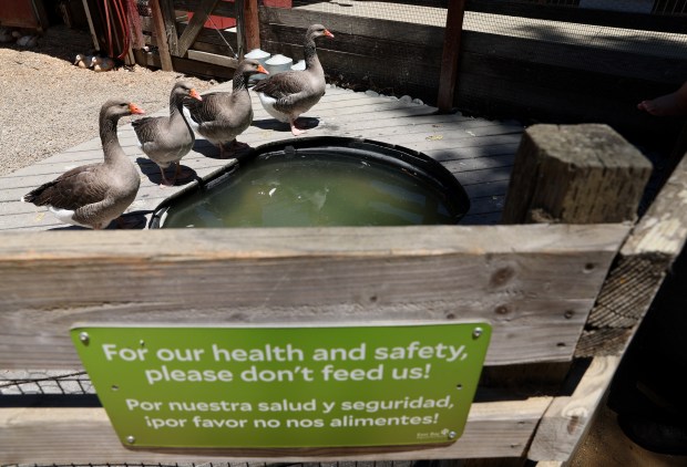 Geese greet visitors at the Tilden Little Farm in Berkeley, Calif., on Friday, July 23, 2026. The farm was built in 1955 and features a variety of animals including cows, sheep, goats, pigs, rabbits, chickens and ducks. (Jane Tyska/Bay Area News Group)