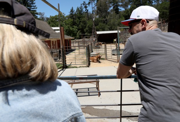 Visitors view a variety of animals at the Tilden Little Farm in Berkeley, Calif., on Friday, July 23, 2026. The farm was built in 1955 and features a variety of animals including cows, sheep, goats, pigs, rabbits, chickens and ducks. (Jane Tyska/Bay Area News Group)