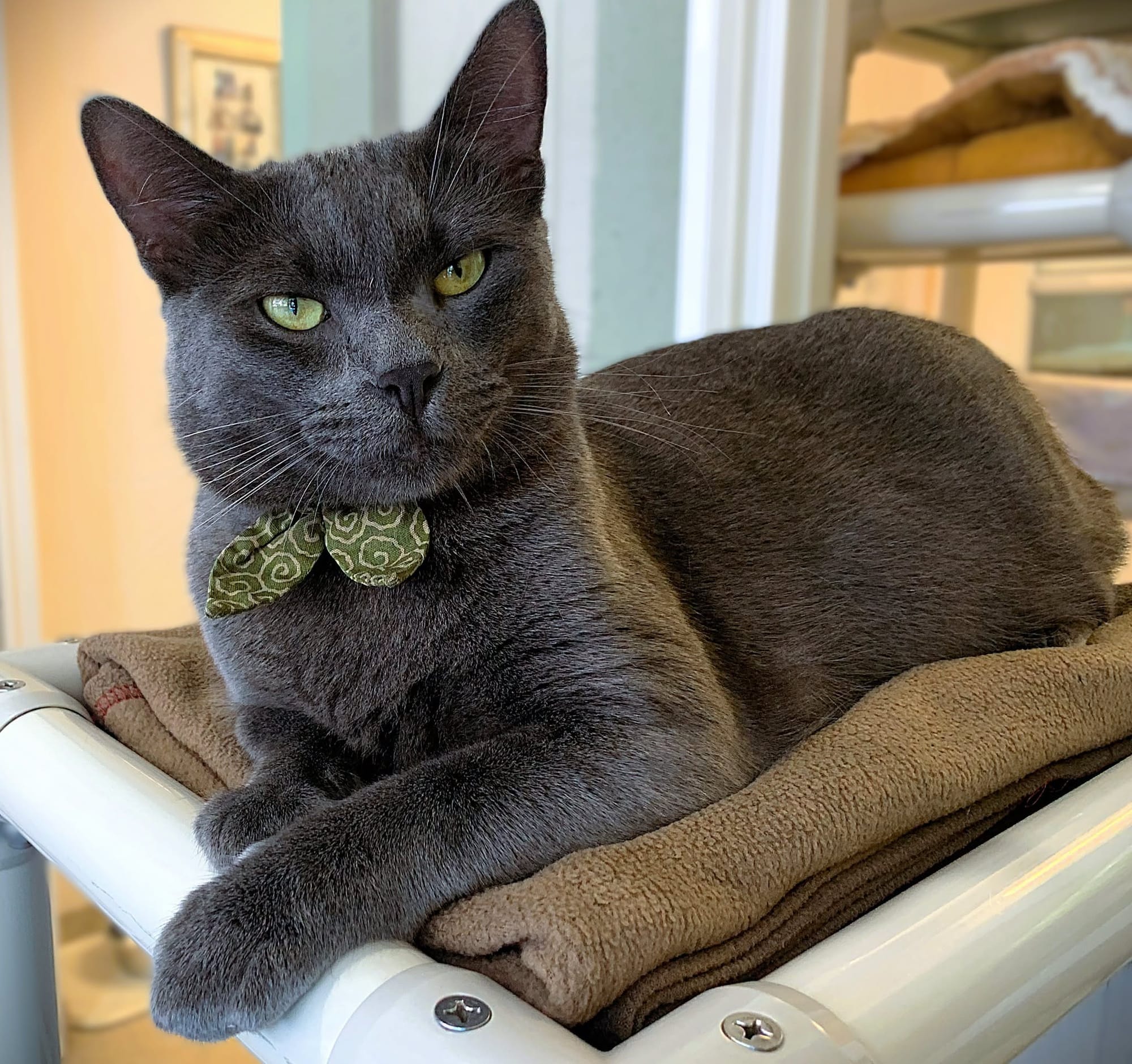 A dark gray cat looks at the view skeptically while resting.