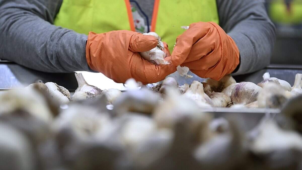 Fresno Bee top stories: Grand jury, Clovis trial, garlic
