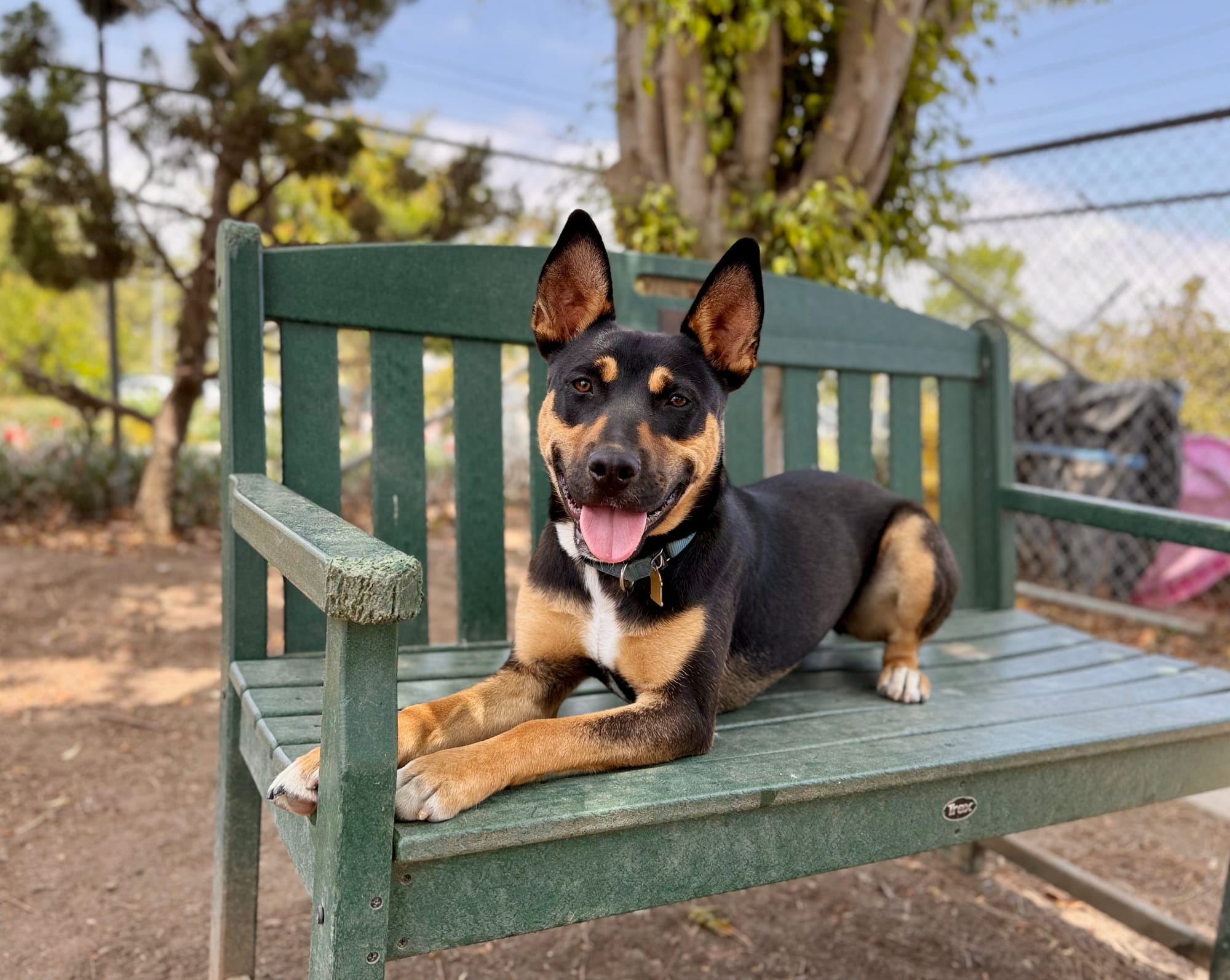 And adorable black and brown dog sits on a green wooden bench.