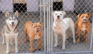 Meet Sacramento's new Front Street Animal Shelter manager