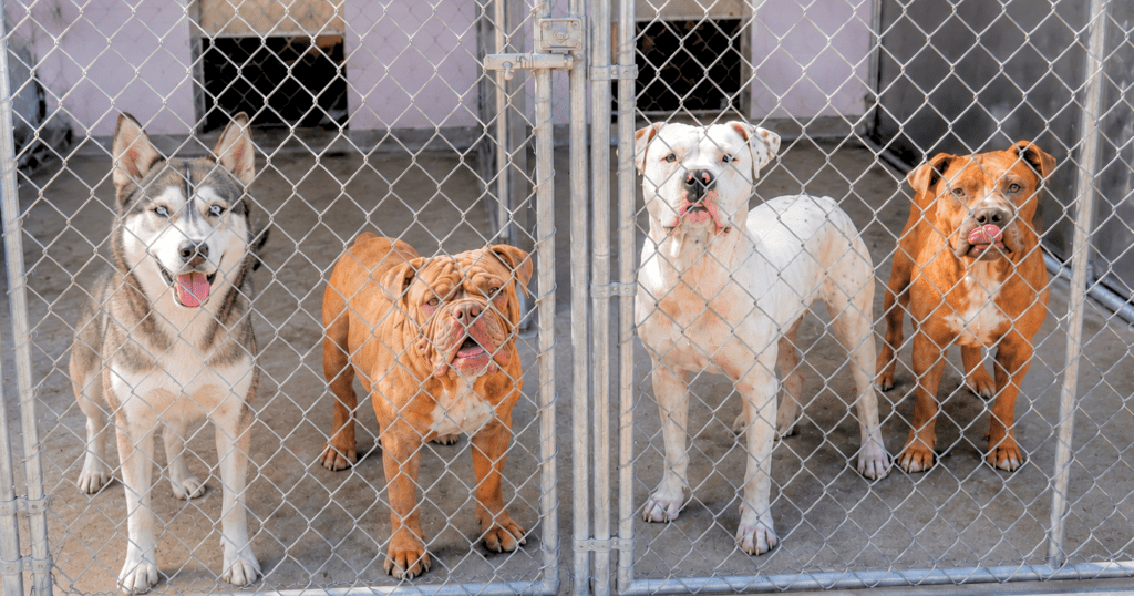 Meet Sacramento's new Front Street Animal Shelter manager
