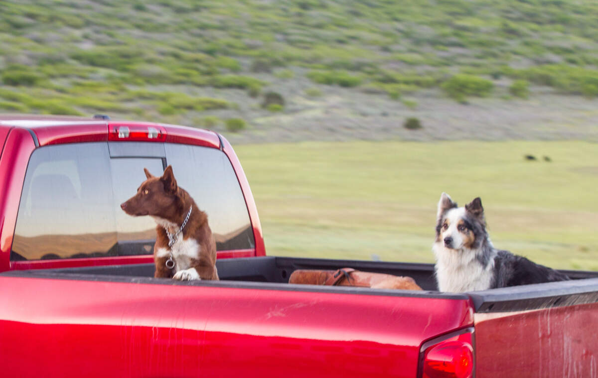 Two dogs wait in the bed of a pickup truck.