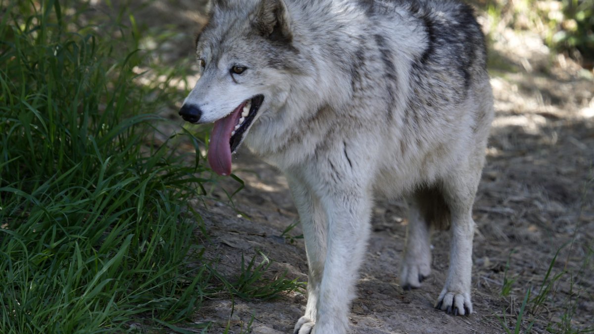 Record wolf attacks rise in CA, but little can be done – NBC Los Angeles