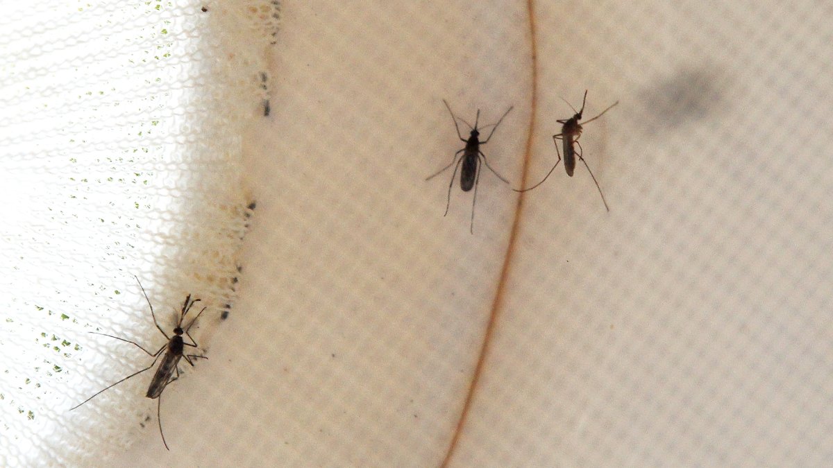 First human case of West Nile virus in LA County for 2026 – NBC Los Angeles