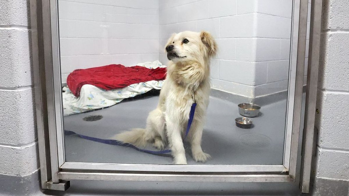 Lost pets flood San Diego Humane Society after July 4th celebrations – NBC 7 San Diego
