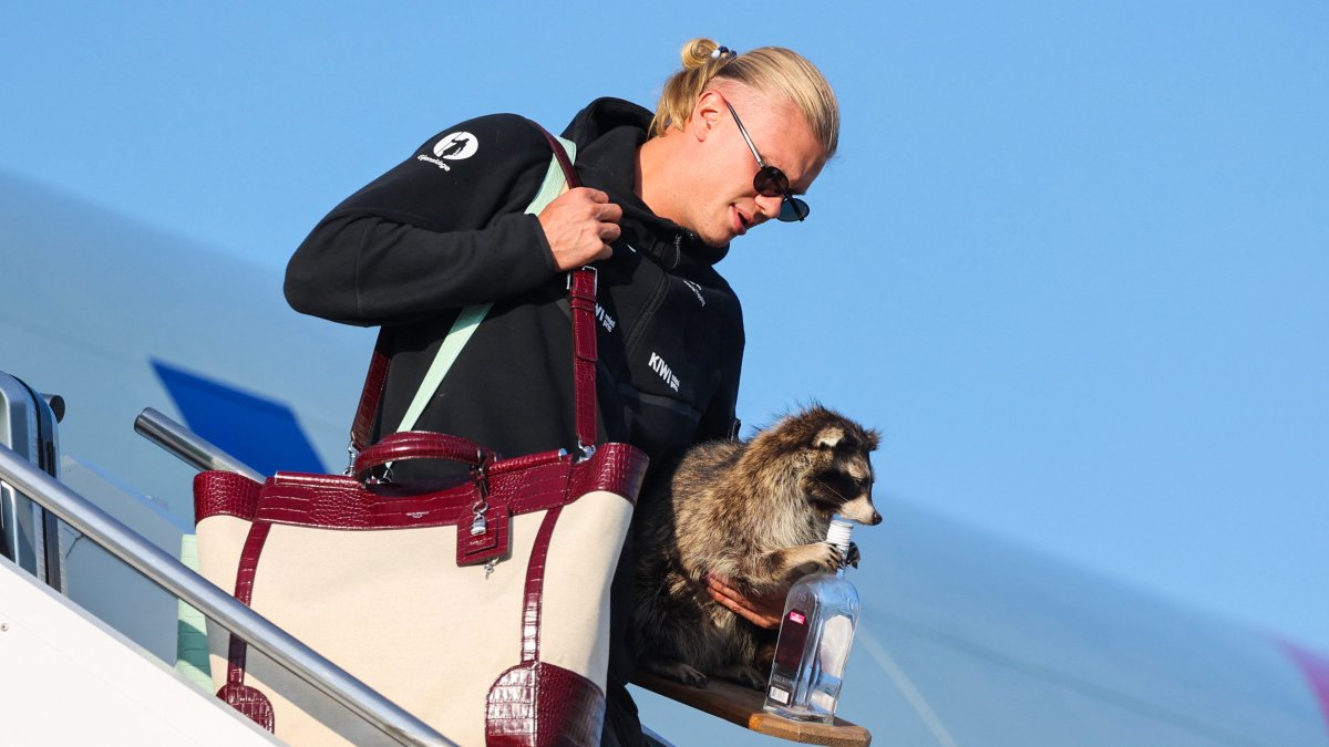 Haaland brings taxidermy raccoon back to Norway after World Cup – NBC Los Angeles