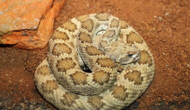 Oroville hospital runs out of antivenom saving man bitten by rattlesnake