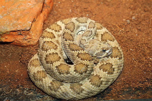Oroville hospital runs out of antivenom saving man bitten by rattlesnake