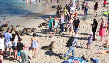 WATCH: Sea Lions Chase Beach Goers in San Diego