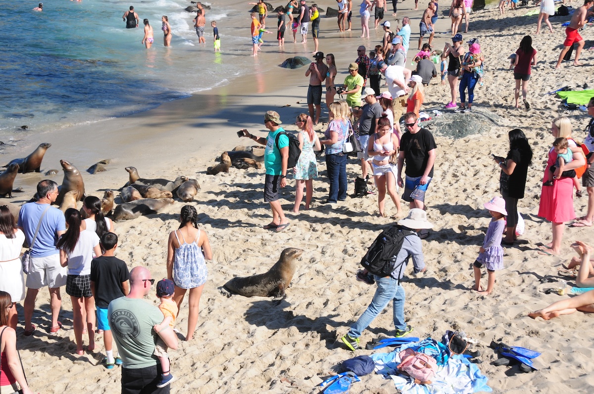 WATCH: Sea Lions Chase Beach Goers in San Diego