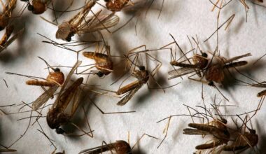 West Nile virus detected in Ventura County mosquitoes for 2026 – NBC Los Angeles