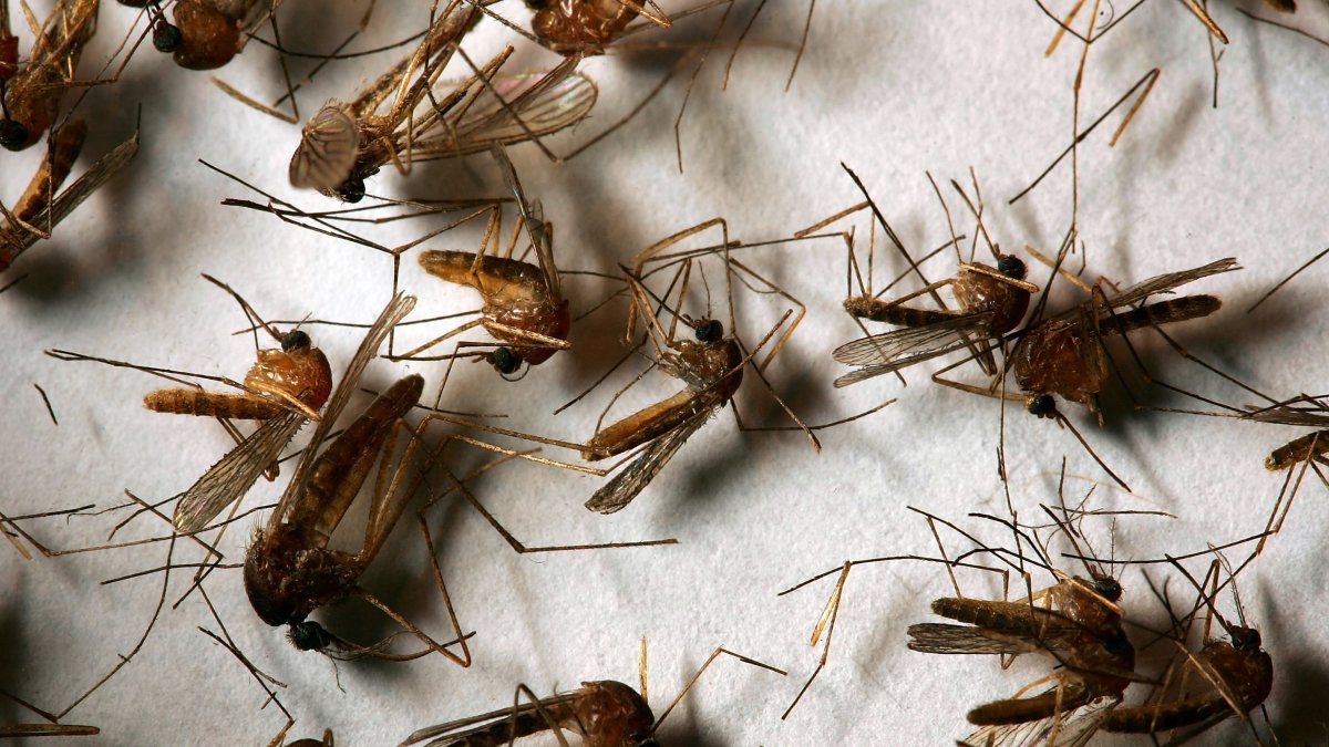 West Nile virus detected in Ventura County mosquitoes for 2026 – NBC Los Angeles