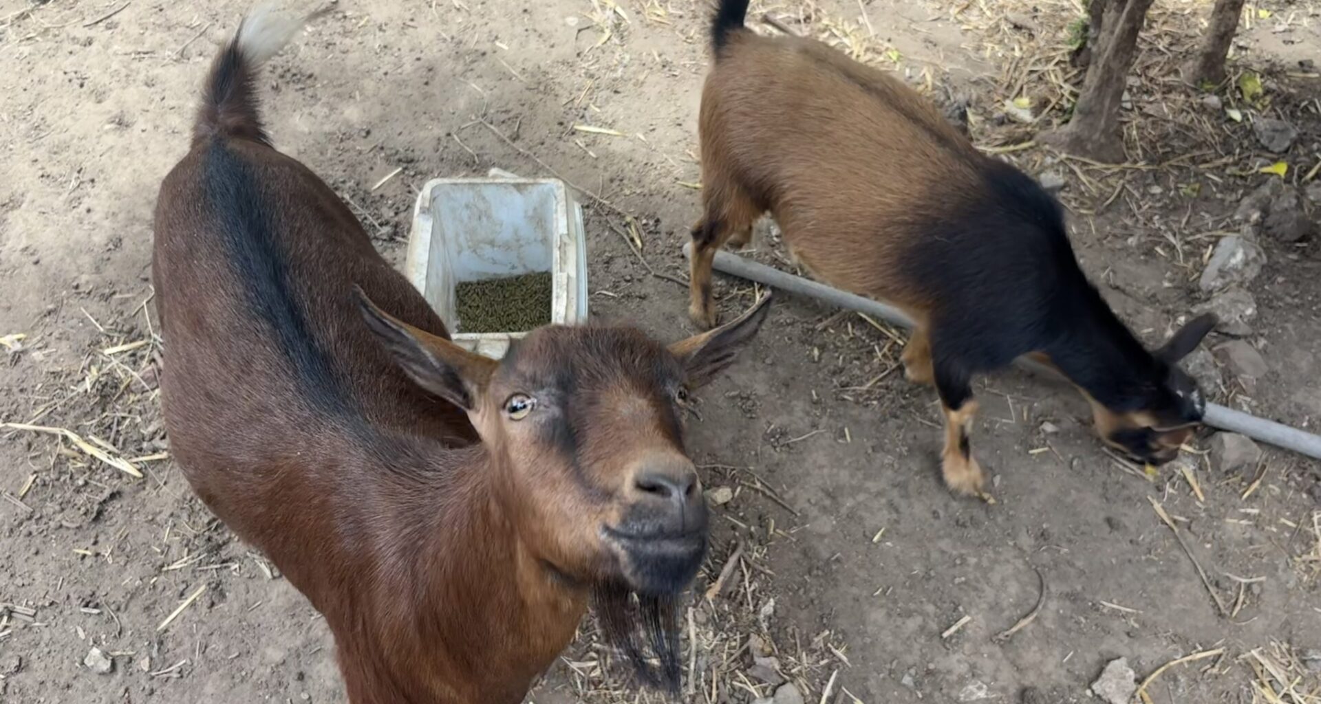 Meet Joe, Buttercup and Gary, San Francisco’s smallest goat-landscaping business