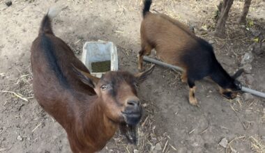 Meet Joe, Buttercup and Gary, San Francisco’s smallest goat-landscaping business