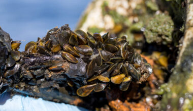 Golden mussels have spread but only via connected waterways