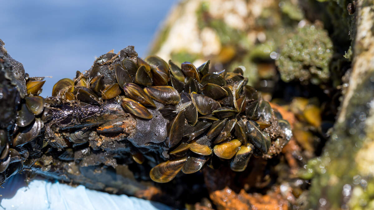 Golden mussels have spread but only via connected waterways