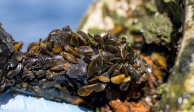 An invasive species has made its way to West Sacramento