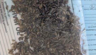 Golden mussels found in Sacramento are dangerously close to Lake Tahoe