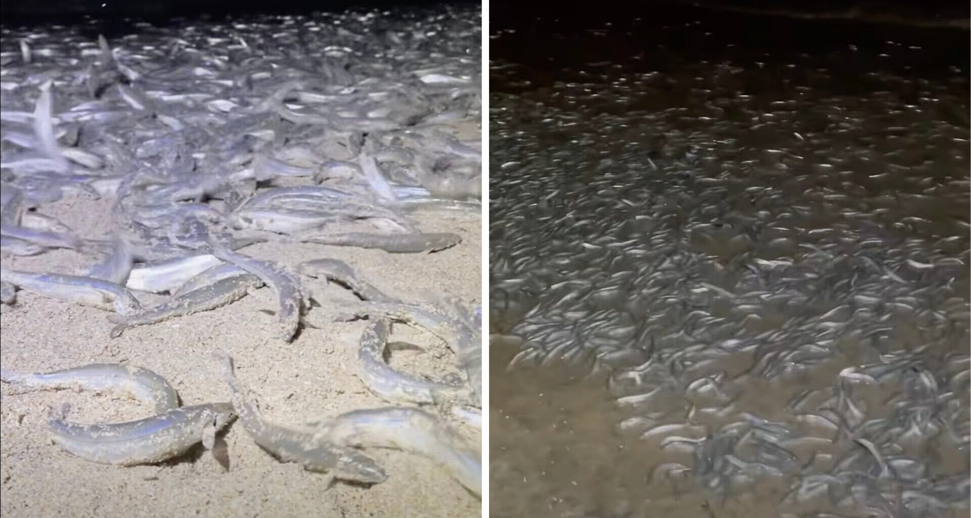 California Grunion Run Expected To Return To Southern California Beaches July 14-17