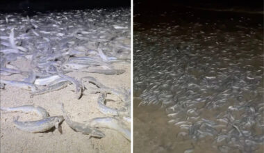 California Grunion Run Expected To Return To Southern California Beaches July 14-17