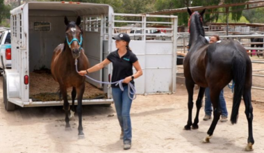 54 neglected horses moved from Julian animal sanctuary – NBC 7 San Diego