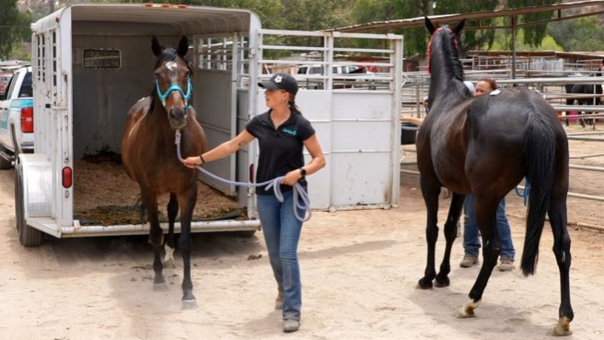 54 neglected horses moved from Julian animal sanctuary – NBC 7 San Diego
