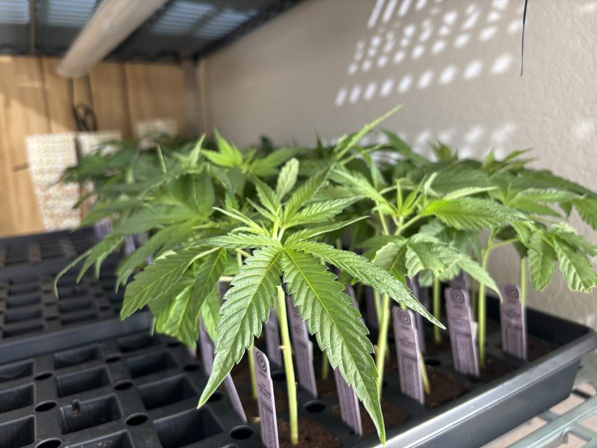 Cannabis plant starts sit inside the Home Grow Pavilion on Saturday. Oakland-based cannabis producer Purple City Greens developed the cultivar, known as Bolinas.