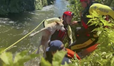 Man rescued while clinging to edge of canal with his dog