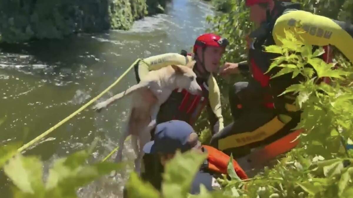 Man rescued while clinging to edge of canal with his dog