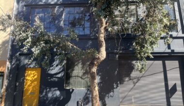 S.F. supes advance plan allowing for fees in place of planting trees