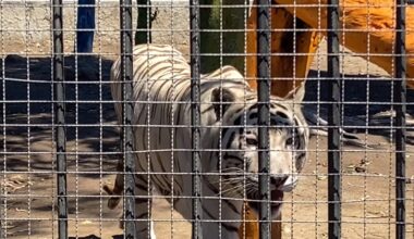 Tijuana officials seek San Diego Zoo’s help relocating animals after zoo closure – NBC 7 San Diego