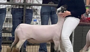 The Big Fresno Fair | Blog