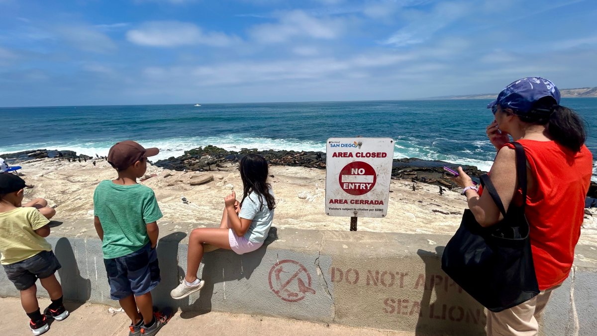 La Jolla sea lion attack video under investigation – NBC 7 San Diego