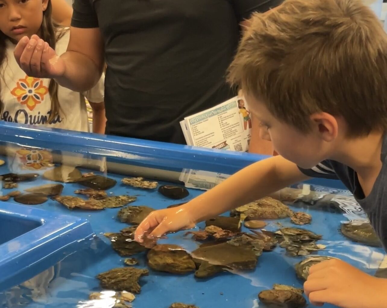 Shark Lab seeks funding to continue monitoring