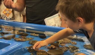 Shark Lab seeks funding to continue monitoring