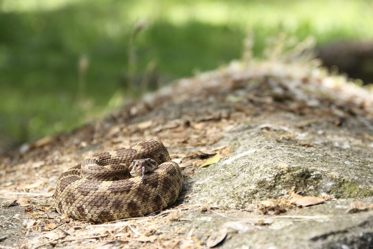 A northern Pacific rattlesnake.