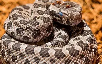 Novi Man Bitten by Venomous Rattlesnake at Oakland County Lake  – Metro Detroit News