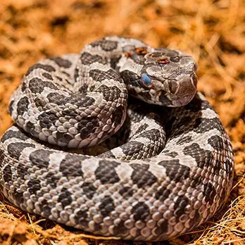 Novi Man Bitten by Venomous Rattlesnake at Oakland County Lake  – Metro Detroit News
